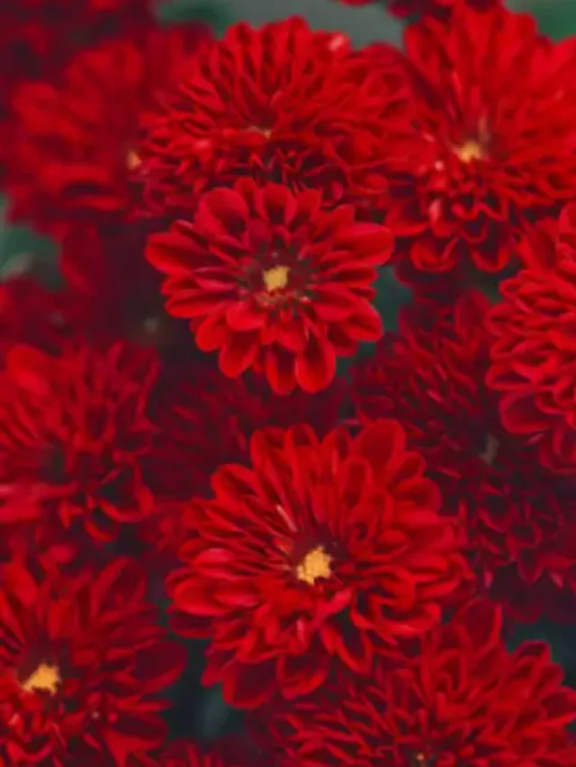 Top 8 Most Beautiful Red Coloured Flowers That Grow In Summer In 2025